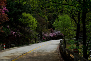 泰山西路桃花峪