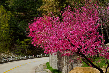 桃花峪风光