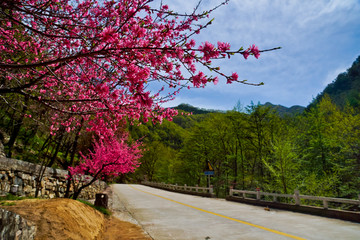 泰山桃花源