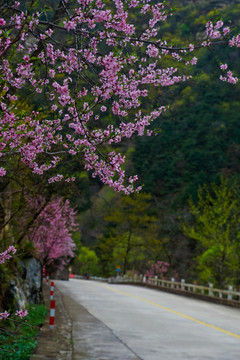 桃花源风光