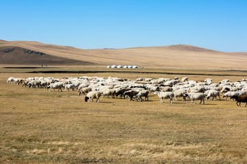 秋季草原放牧羊群蒙古包