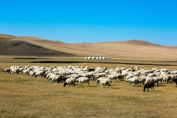秋季草原羊群吃草