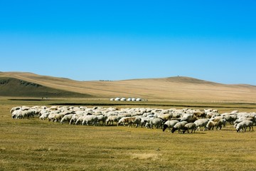 秋季放牧羊群呼伦贝尔草原