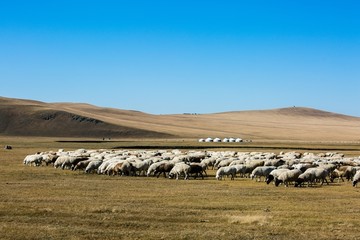 秋季草原吃草的羊群