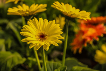 黄菊花