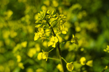 油菜花