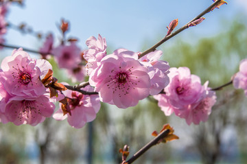 樱花