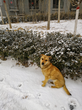 雪地里的狗