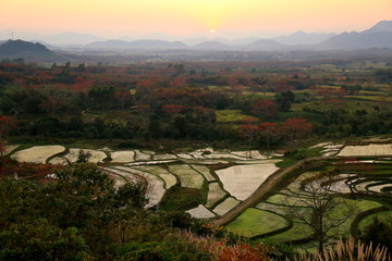 木棉花开红满山