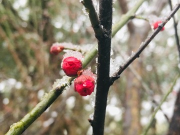 雪中梅