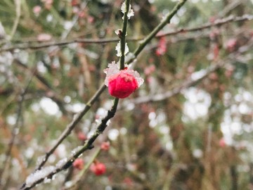 雪中梅