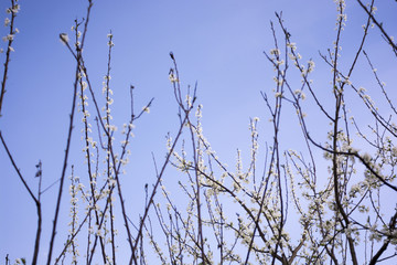 春天的李花