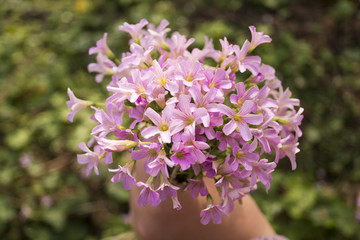 春天的花