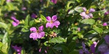 小花