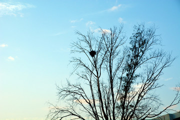 黄昏天空鸟巢树枝