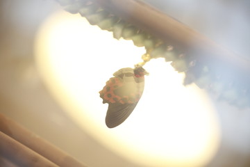 蝴蝶特写