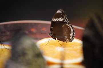 蝴蝶吃水果