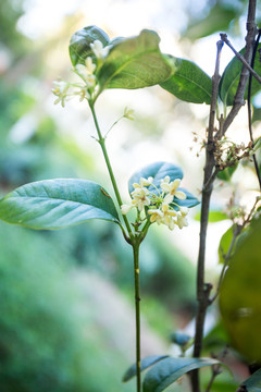 缅桂