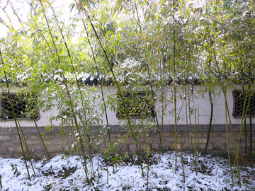 雪后的竹子