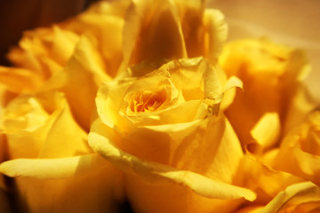 黄玫瑰花朵特写