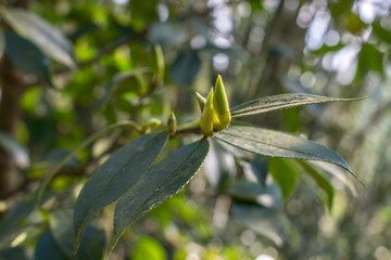 油茶树