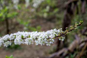 李花