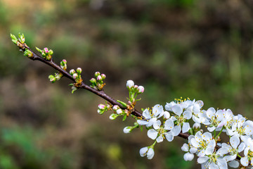 李花