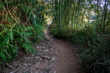 乡间小路