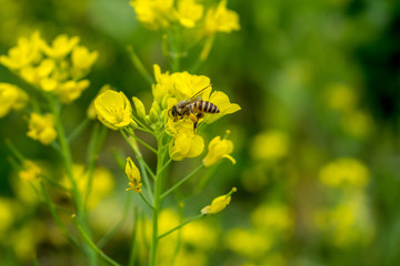 蜜蜂采花