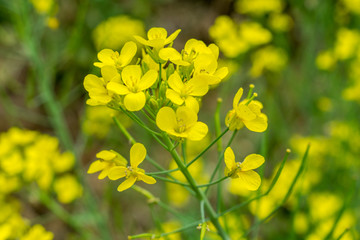 油菜花