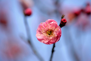 粉色梅花