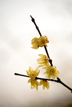 一枝黄色腊梅花