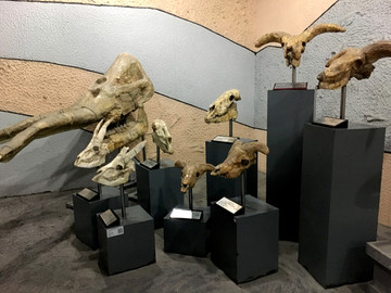 远古动物化石组图