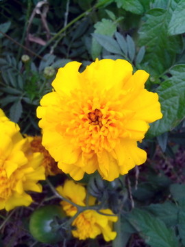黄色的万寿菊