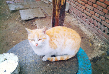 小雨中的橘猫