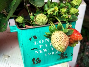 草莓
