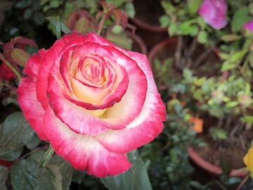 玫瑰花