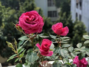 红色玫瑰花