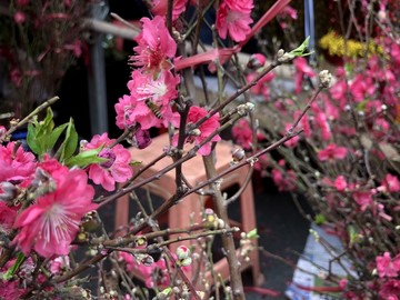 桃花