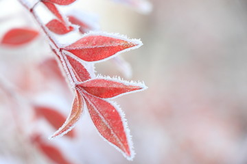 雪后结霜的红叶