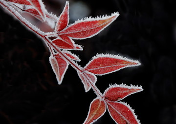 雪后结霜的红叶