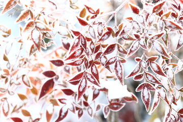 雪后红叶