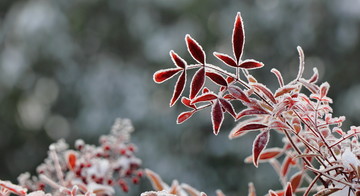 雪后红叶