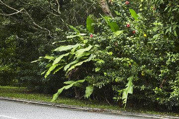雨林中路边茂盛的热带植物