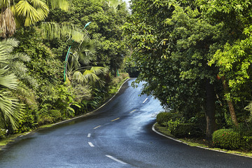 热带雨林中的公路