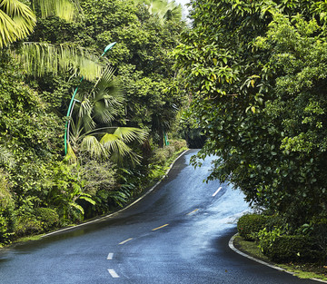 热带雨林中的公路