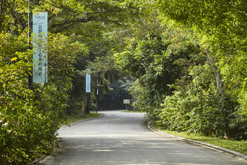 热带雨林中的公路