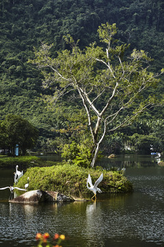 湖水上长有一棵树的孤岛
