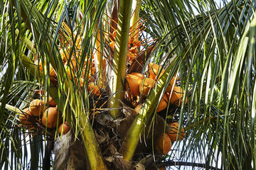 结满果实的椰子树