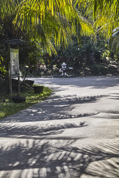 树影斑驳的椰林小路